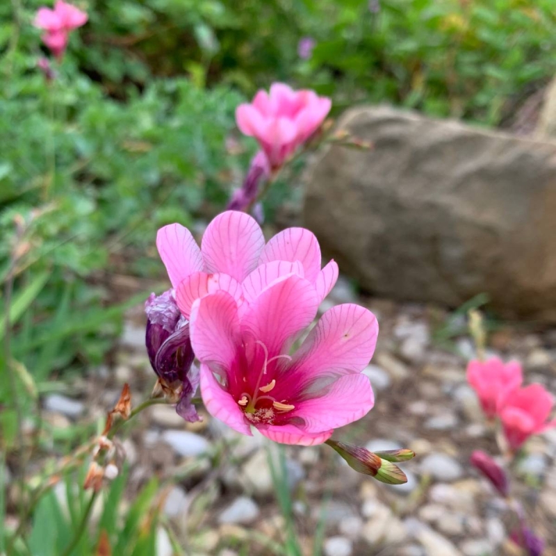 Flame Freesia Tritonia sp.